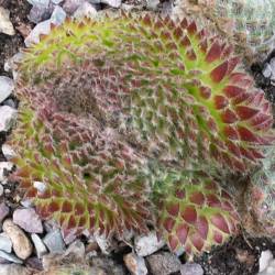 Sempervivum - Dachwurz - Hauswurz